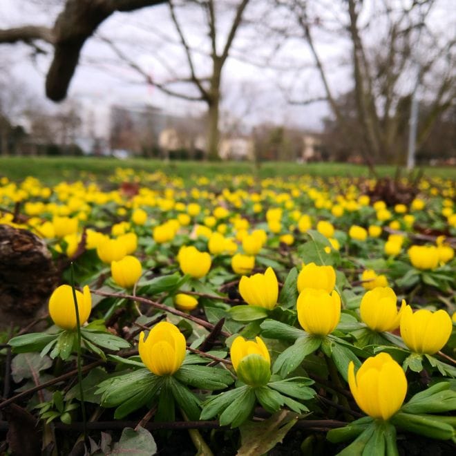 Gelb blühender Winterling im Alwin-Mittasch-Park in Ludwigshafen.