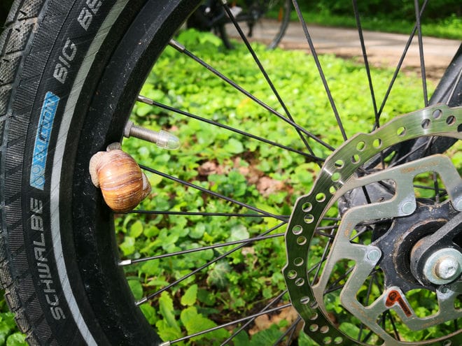 Eine Schnecke mit in Brauntönen gestreiftem Gehäuse sitzt auf der schwarzen Felge eine Fahrrads, direkt neben dem Ventil. Man sieht Teile des Reifens, der Scheibenbremse, Speichen und im Hintergrund bodenbedeckende Pflanzen in leuchtendem Grün.