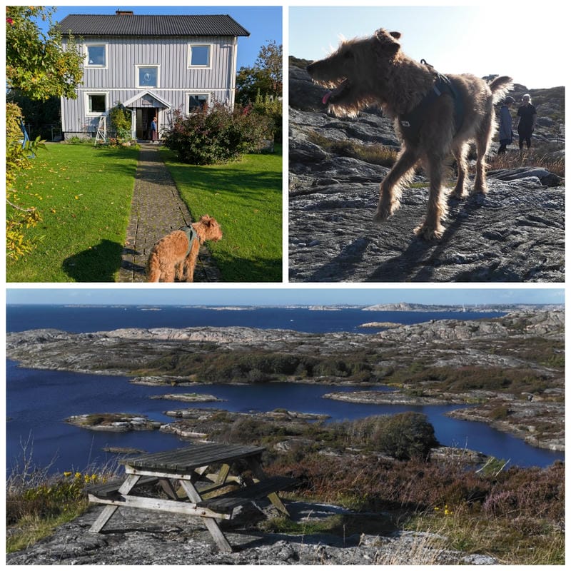 Dreiteilige Fotocollage: Oben links ein brauner Hund auf dem Steinweg zu einem grauen Holzhaus, oben rechts ein Hund auf felsigem Gelände. Darunter eine Picknickbank auf einem Felsvorsprung mit Blick auf felsige Küste und das blaue Meer.